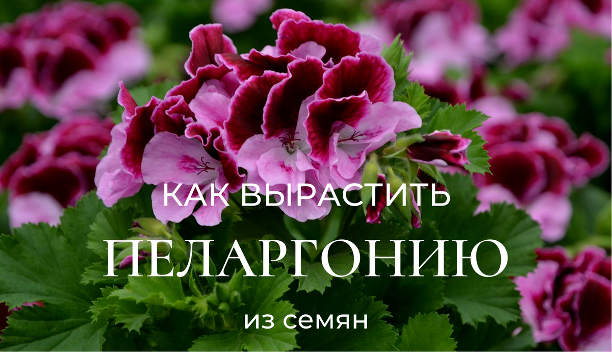 Уход за всходами пеларгонии