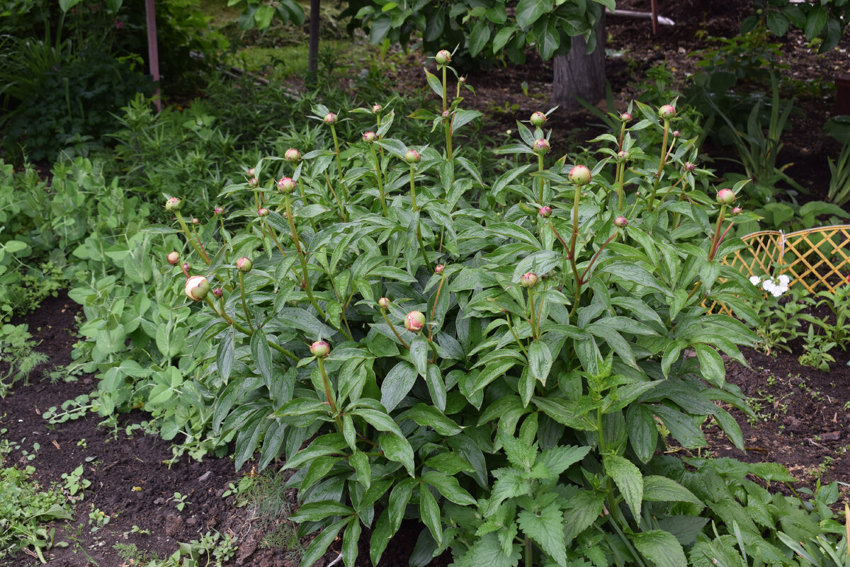 молодые пионы тоже набирают цвет(фото автора)