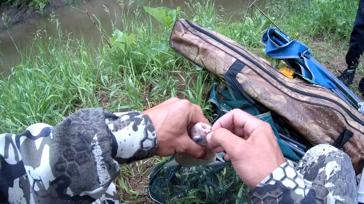 В НАЧАЛЕ РЫБАЛКИ ЛОВИЛАСЬ ХОРОШО ГУСТЕРА