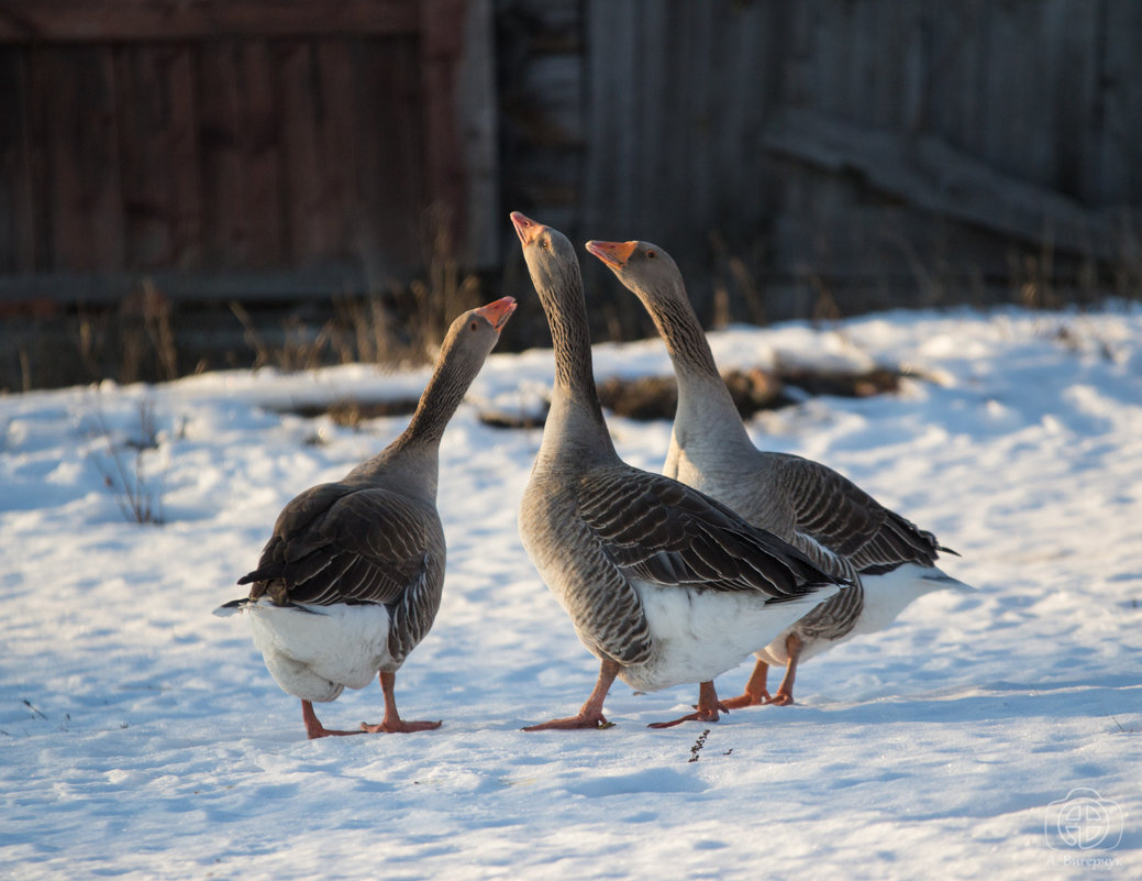 Га-га-га да га-га-га, а не знают ни...