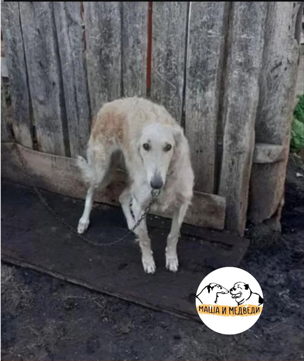 Веста, РПБ, сейчас уже полгода как дома в компании чихуа-хуа