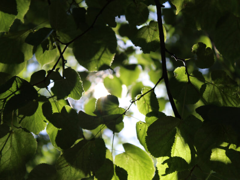 Липа. Иллюстрация для статьи используется по стандартной лицензии