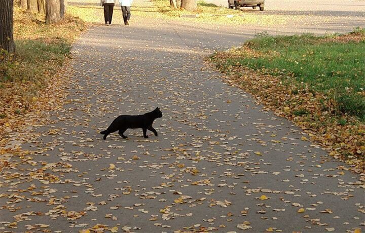 черная кошка перешла дорогу справа налево