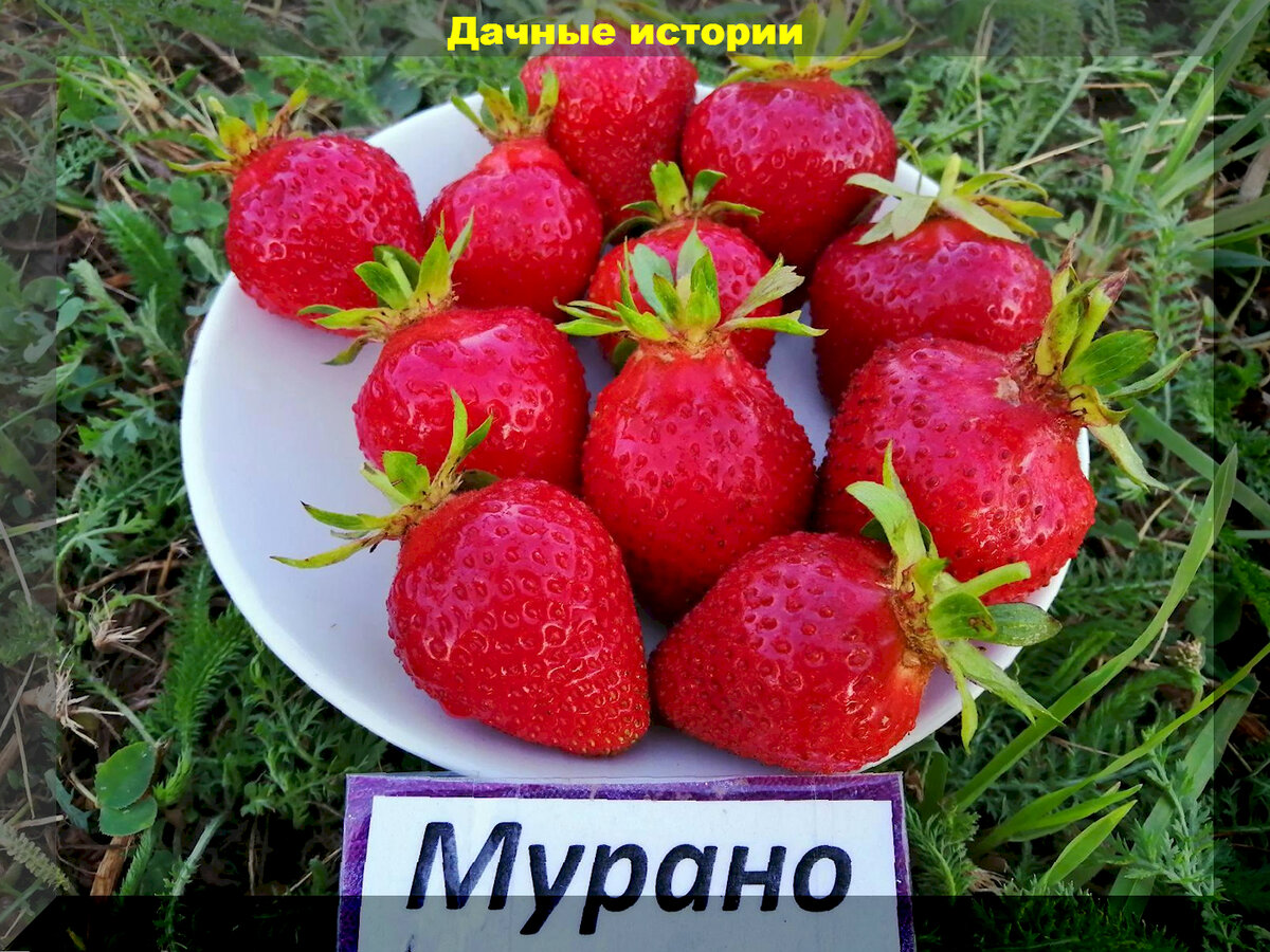 https://vk.com/photo-159774511_457258535. "Мурано"