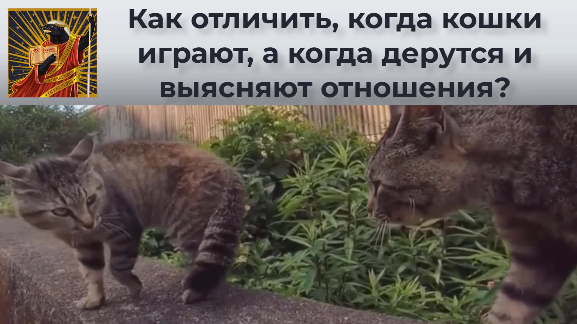 Как отличить, когда кошки играют, а когда дерутся и выясняют отношения? |  Видео 🎥