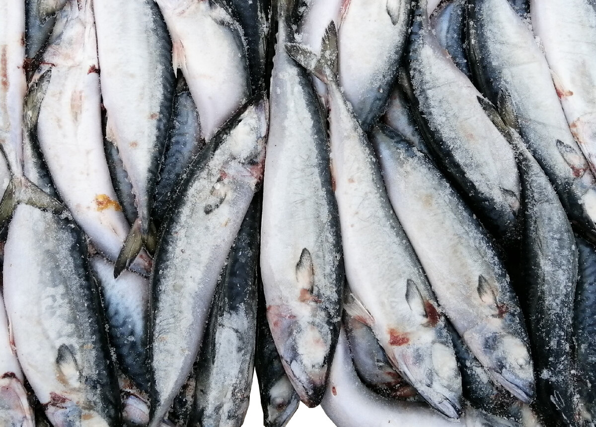 Скумбрия н/р (400-600гр)
Frozen Pacific Mackerel W/R
БМРТ «Березина», АО «Интрарос»