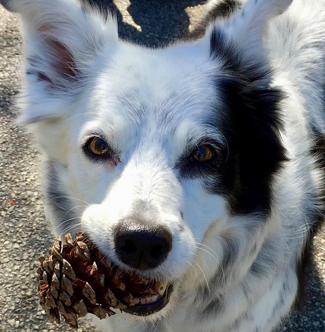 Фото: Chaser the Border Collie/Facebook