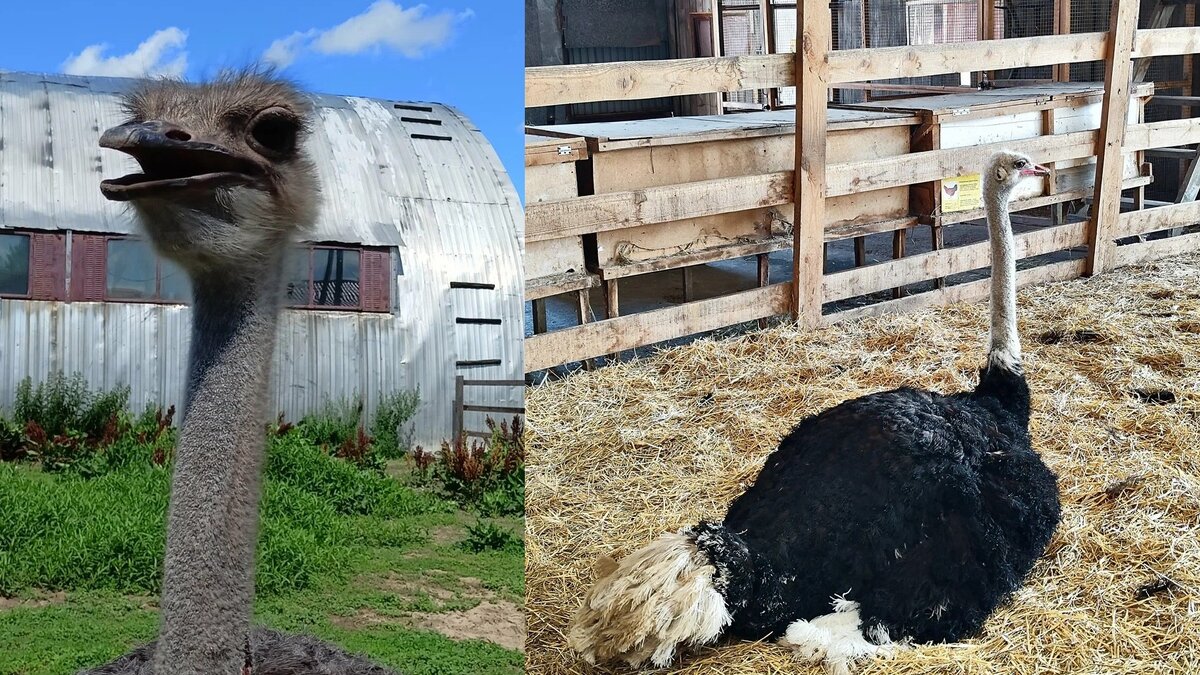     Ждать новую партию придётся полгода.