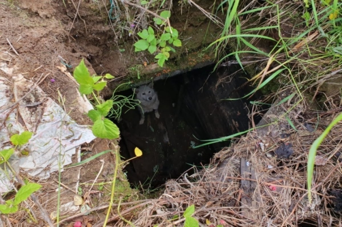    В Елизове спасатели вытащили собаку из заброшенного погреба