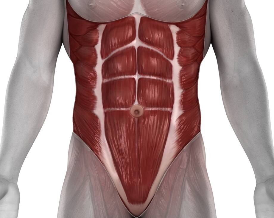 Musculi abdominis