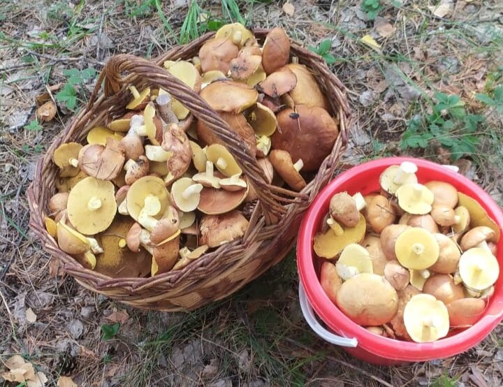 В корзину входит где-то 2 ведра. Её муж отдал отцу. Остальное — наше. 