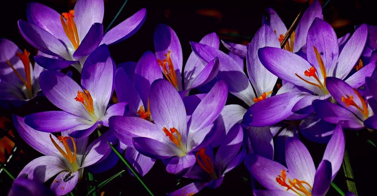 Фото с pixabay.com 