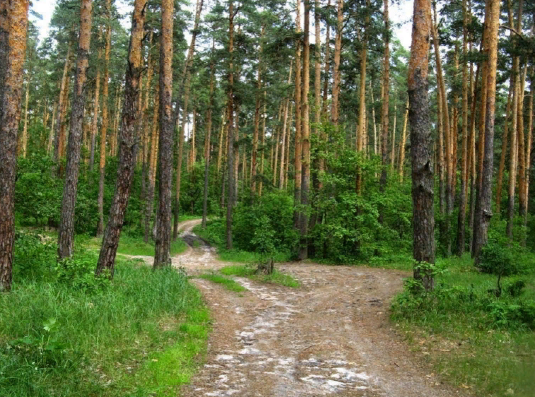 Едем бором. Воронеж Усманский Бор заповедник. Хреновской Бор в Воронежской области. Хреновской Бор и Усманский Бор Воронеж. Сосновый Бор Воронеж заповедник.