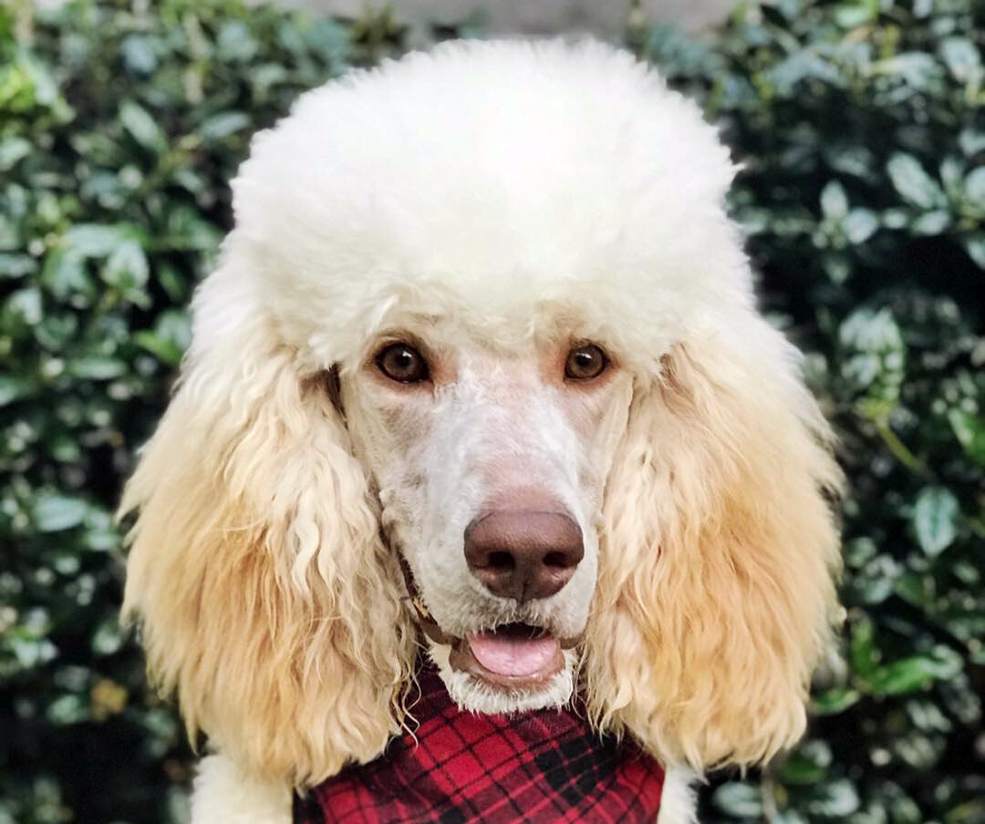 стриженный пудель. пудель арлекин. пудель мордочка. пудель в профиль. белый королевский пудель арто.