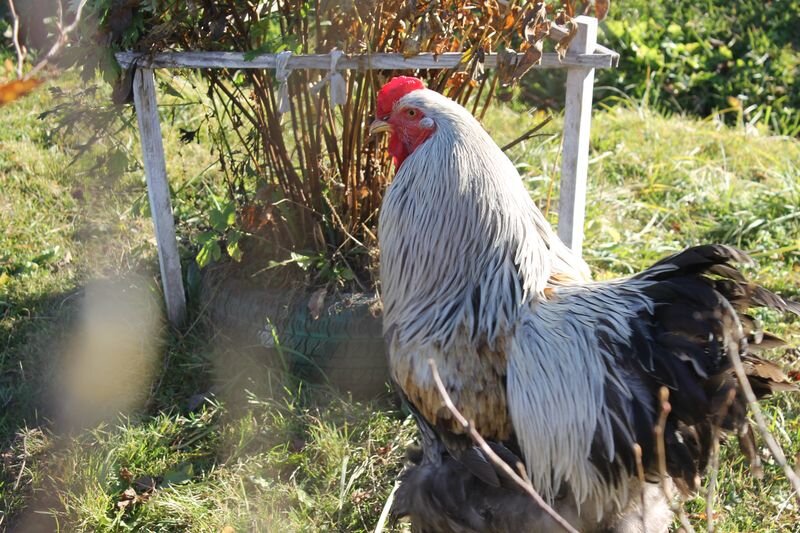 по прозвищу  ̶З̶в̶е̶р̶ь Белый, "петух на подмену".