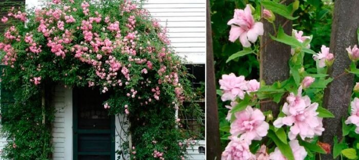 Ссылка на изображение