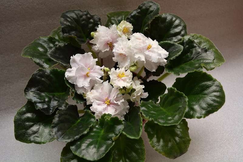 Фото и растение пользователя Виктора, с Петербургом как местом жительства, сообщение на форуме от 2015 года, http://xn--80aahfdav2b2ah.xn--p1ai/viewtopic.php?t=933