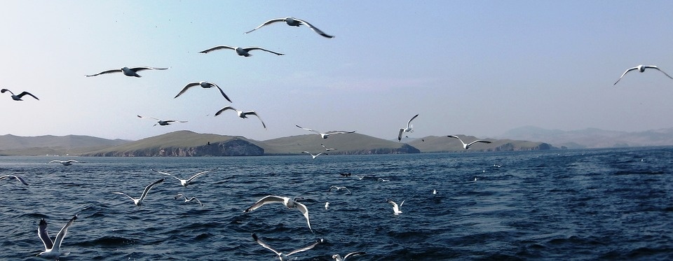 Источник фото: pixabay.com