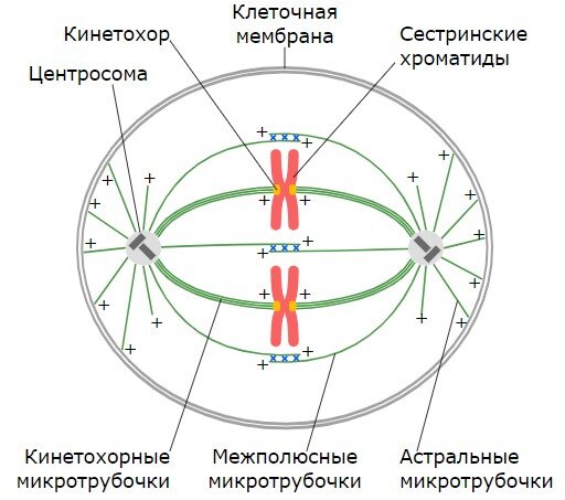 Животная клетка