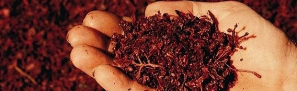 Поясним, что виноградная мезга — раздавленные ягоды, после того как из них выжмут сок для вина. И наверняка многих, особенно тех, кто занимается домашним виноделием, интересует вопрос, что же делают с ней. Оказывается, она идет на удобрения, пищевые добавки для людей и животных, создание некоторых продуктов. Значительная ее часть используется для приготовления алкогольных напитков, крепких и нет. Эти напитки по-своему интересны и заслуживают рассказа о них.