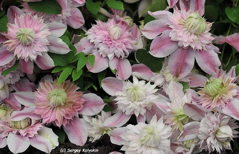 Клематис Josephine  