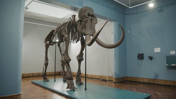 Напечатанный на 3D-принтере скелет весит около 300 кг (Источник: 3dpulse.ru)