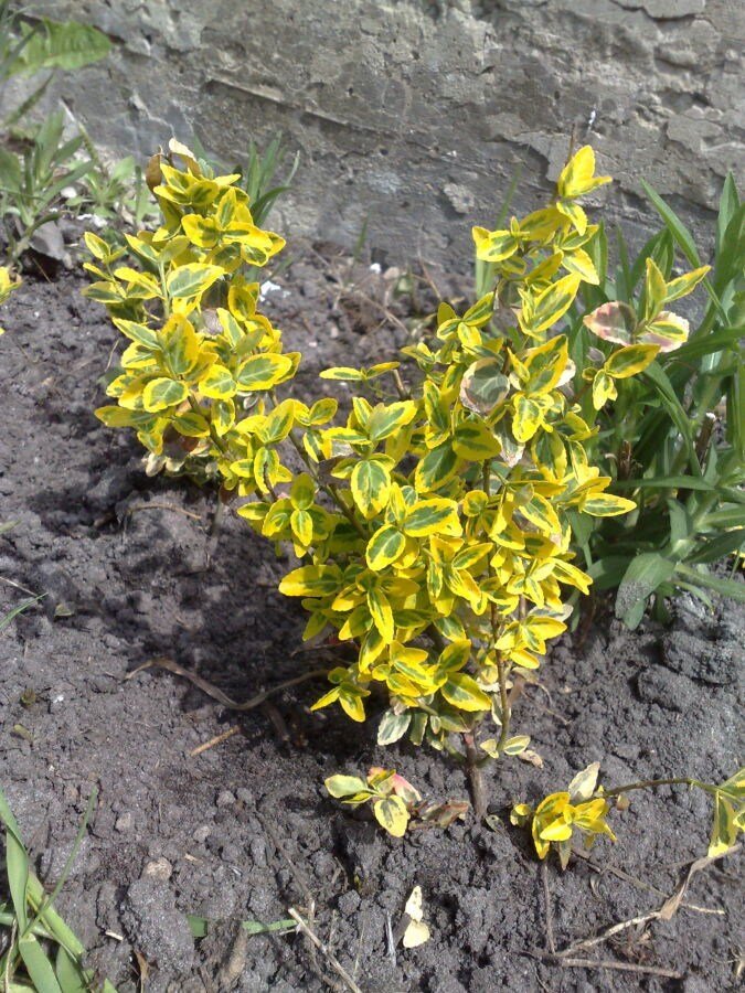 Бересклет Форчуна Санспот. (Euonymus fortunei Sunspot) P9