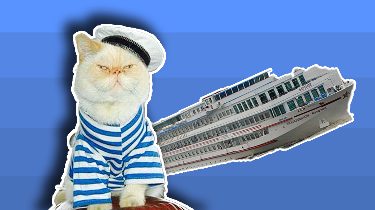 Кот "Матрос" служащий на теплоходе "Николай Чернышевский"