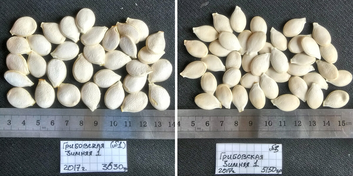 Семена из них получились такие. 