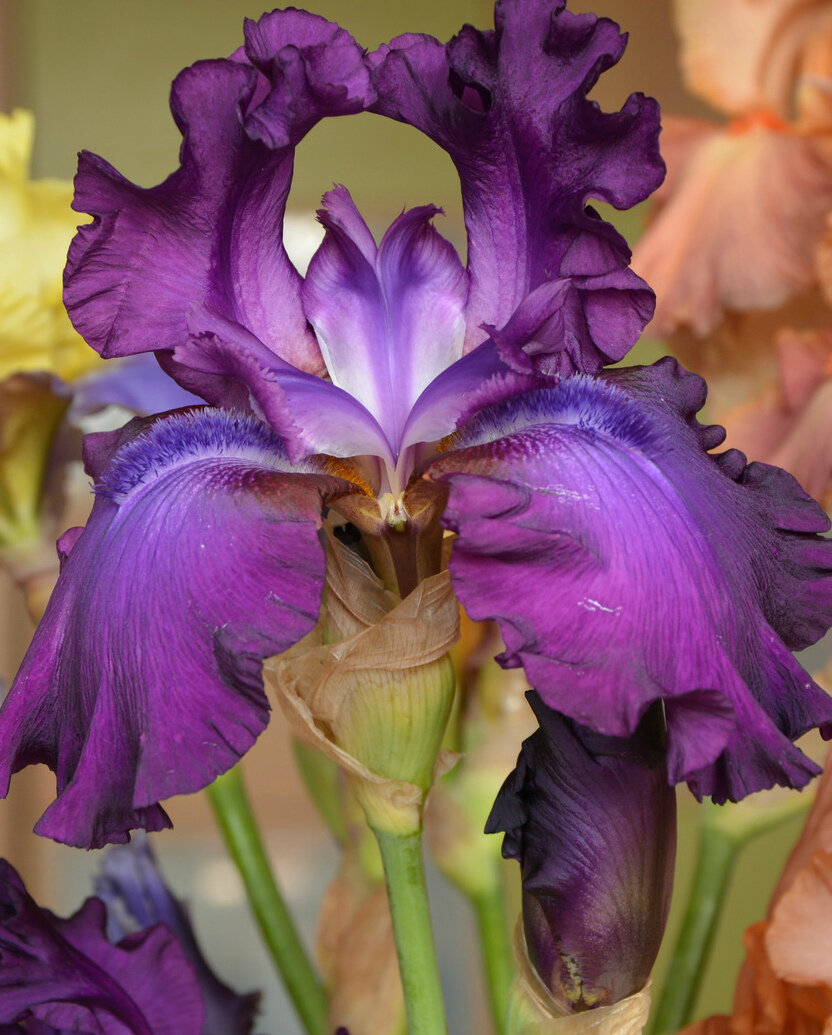 Ирис очень нежный цветок и требует правильного ухода, в этой статье я расскажу обо всем , что нужно знать об этих цветах.