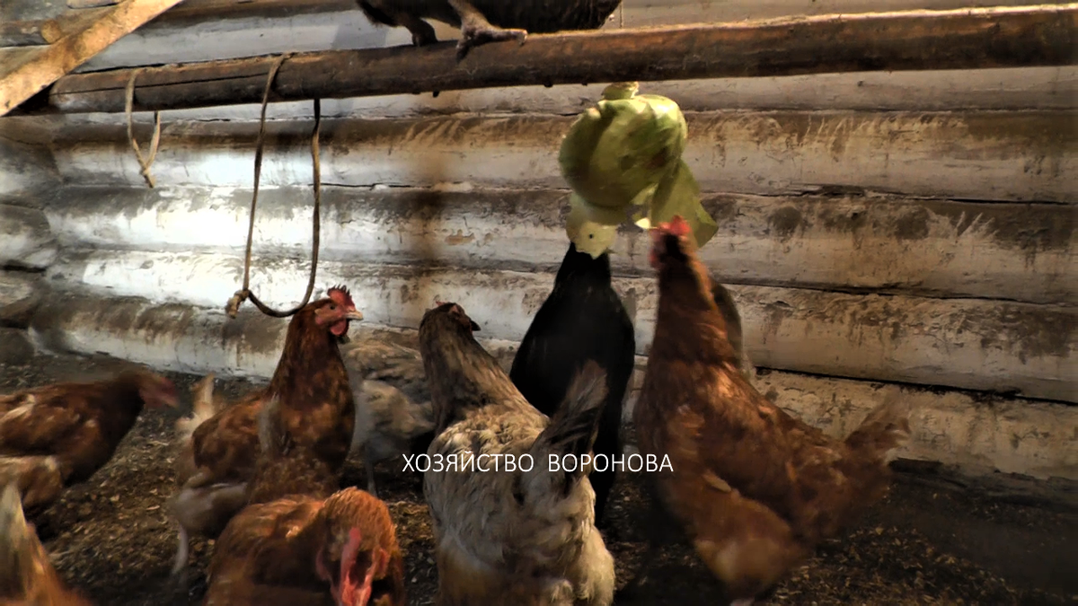 Хозяйство Воронова гнезда для кур. Капуста в курятнике. Влажность в курятнике. Подвесить капусту в курятнике.