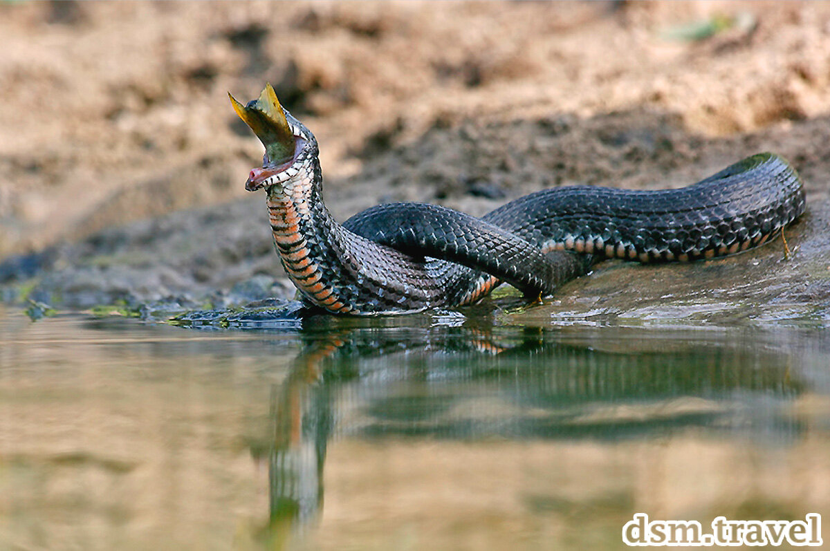 Ведь уж. Водяной уж (Natrix tessellata). Змея уж водяной. Водяной уж и водяная гадюка. Речной полоз.