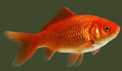 Обыкновенная, длина тела достигает 30 см. окрас чешуи красно – оранжевый, можно содержать в прудах. 