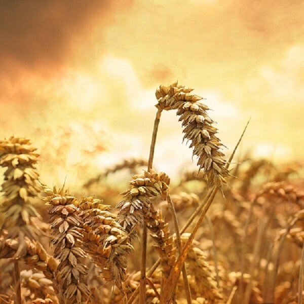 Источник: inspireafire.com 