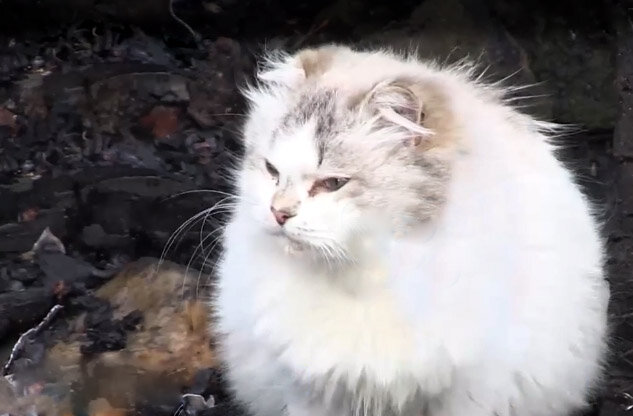 Кот Борька, спасший людей