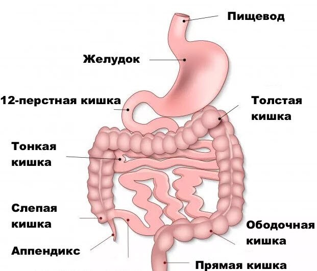 Фото кишечного тракта человека с надписями