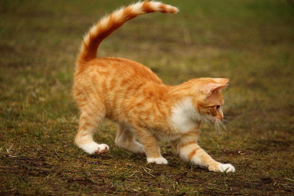 Картинки кошки играют