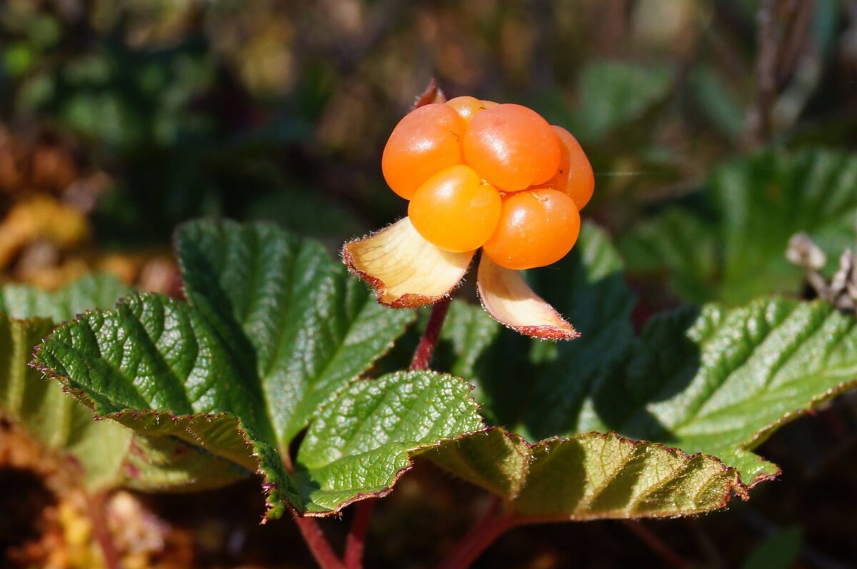 Полезные съедобные растения. Морошка растение. Морошка (Rubus chamaemorus). Морошка в тундре. Растения тундры Морошка.