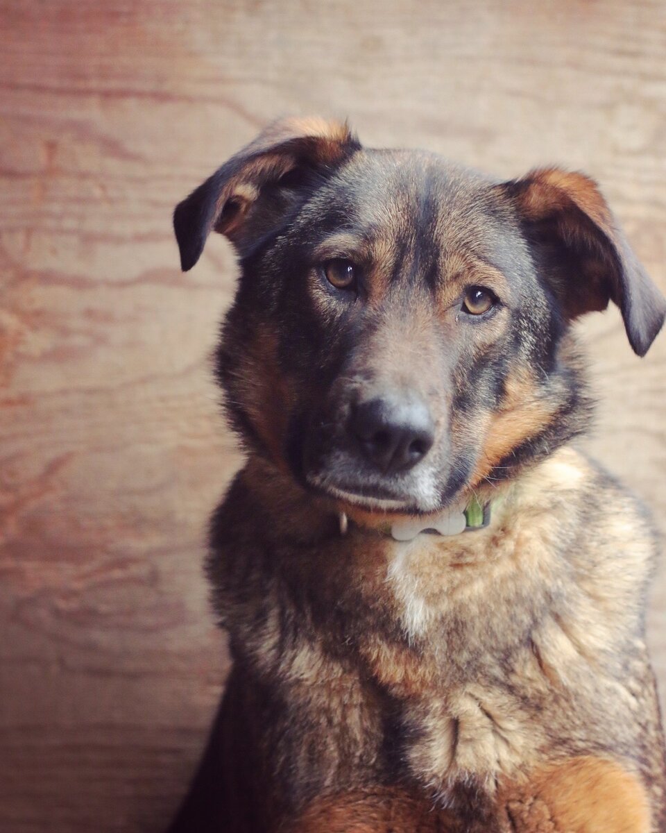 Лана, собака из нашего приюта