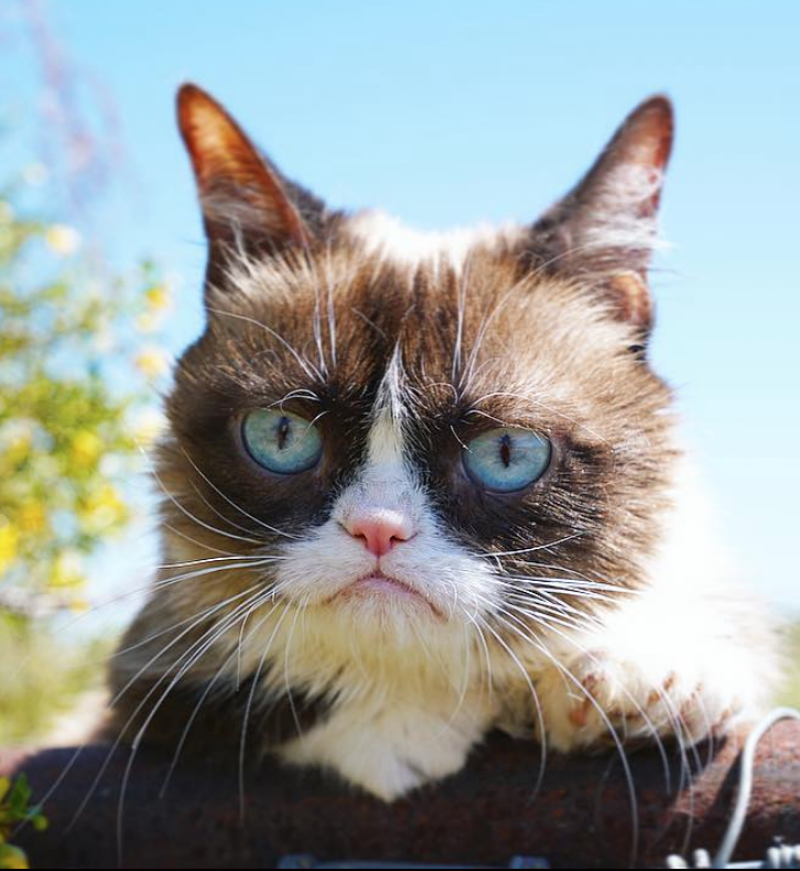 Популярный кот. Самый популярный кот. Самый популярный кот. Сиамский грампи. Грампи кэт мемы.