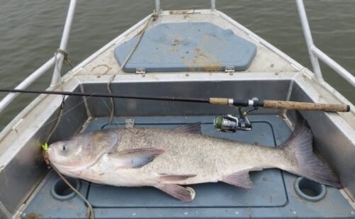 Полноценная рыбалка на толстолобика обычно начинается в мае. В последний месяц весны, когда вода уже очень хорошо прогрелась, эта рыба активно кормится. В том числе, как правило, в мае проходит преднерестовый жор толстолоба.
