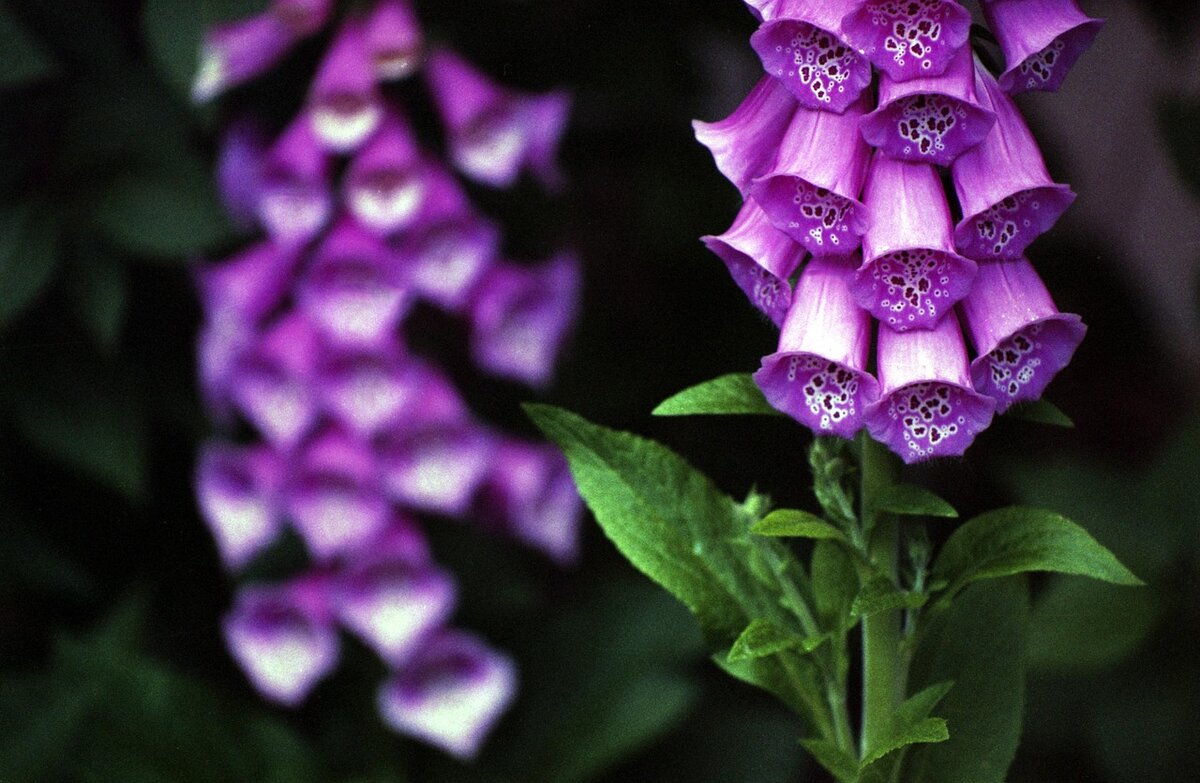 https://cdn.pixabay.com/photo/2016/03/25/20/06/digitalis-purpurea-1279574_1280.jpg