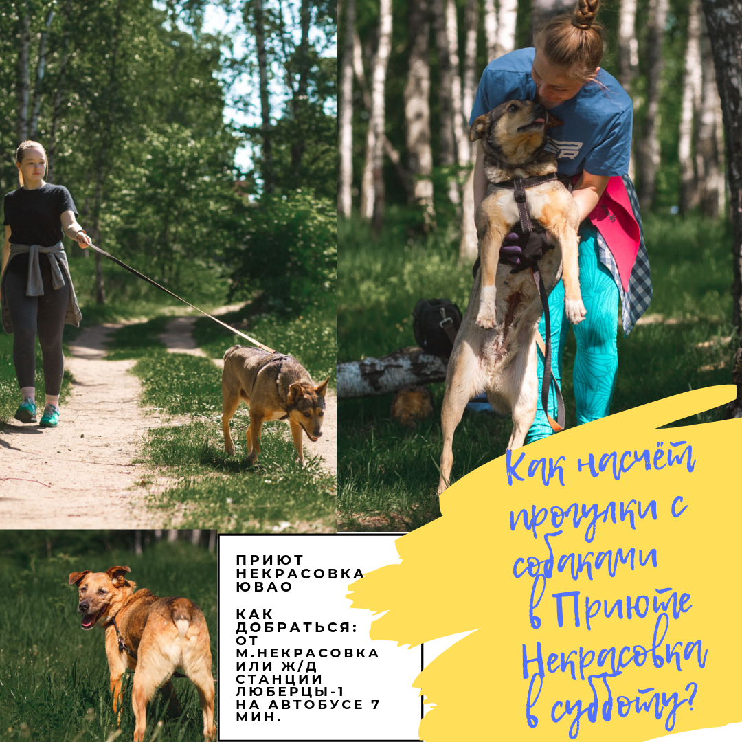 Собаки из приютов ждут дни, недели, годы момента, что их заберут домой...и каждый день они ждут прогулку, настоящую прогулку, не на пару минут в день, пока рабочий убирает их вольер, а настоящую – лапами по траве, в тени деревьев, с человеком рядом, кто подбодрит и погладит по голове.