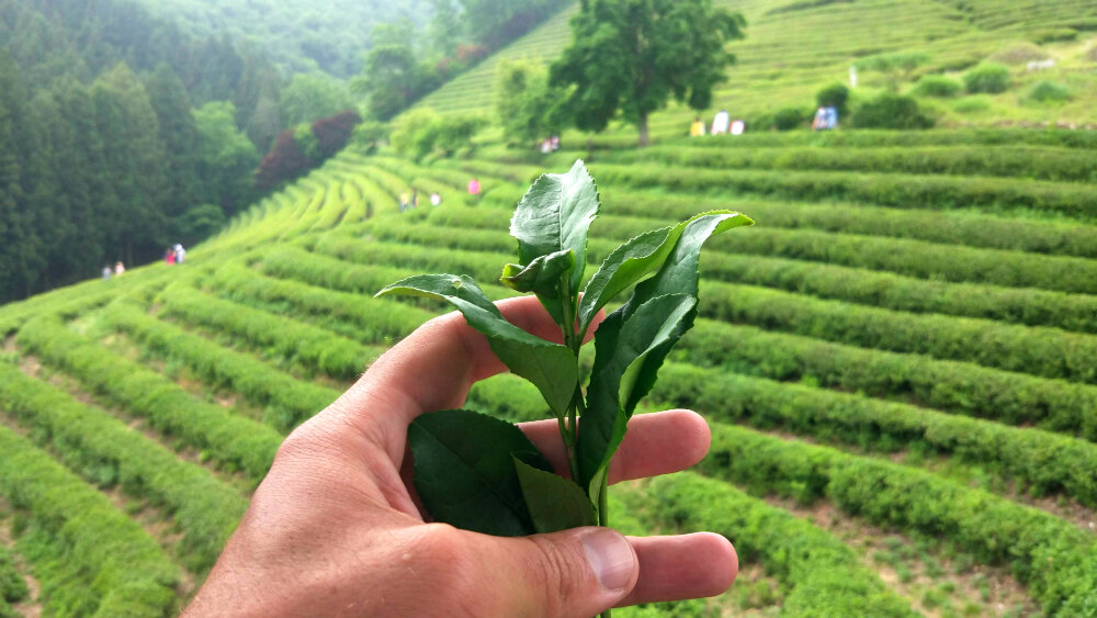 Как растет чай фото