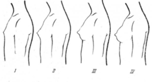 Как меняется женская грудь в течение жизни?