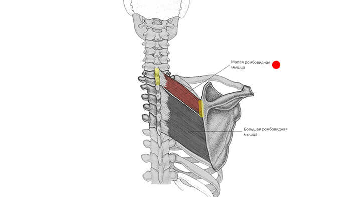 Ромбовидная мышца анатомия картинки спины