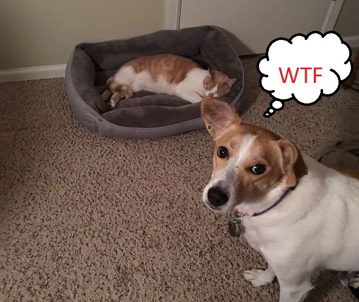 Хозяин, ты же говорил, что СОБАЧНИК?! 