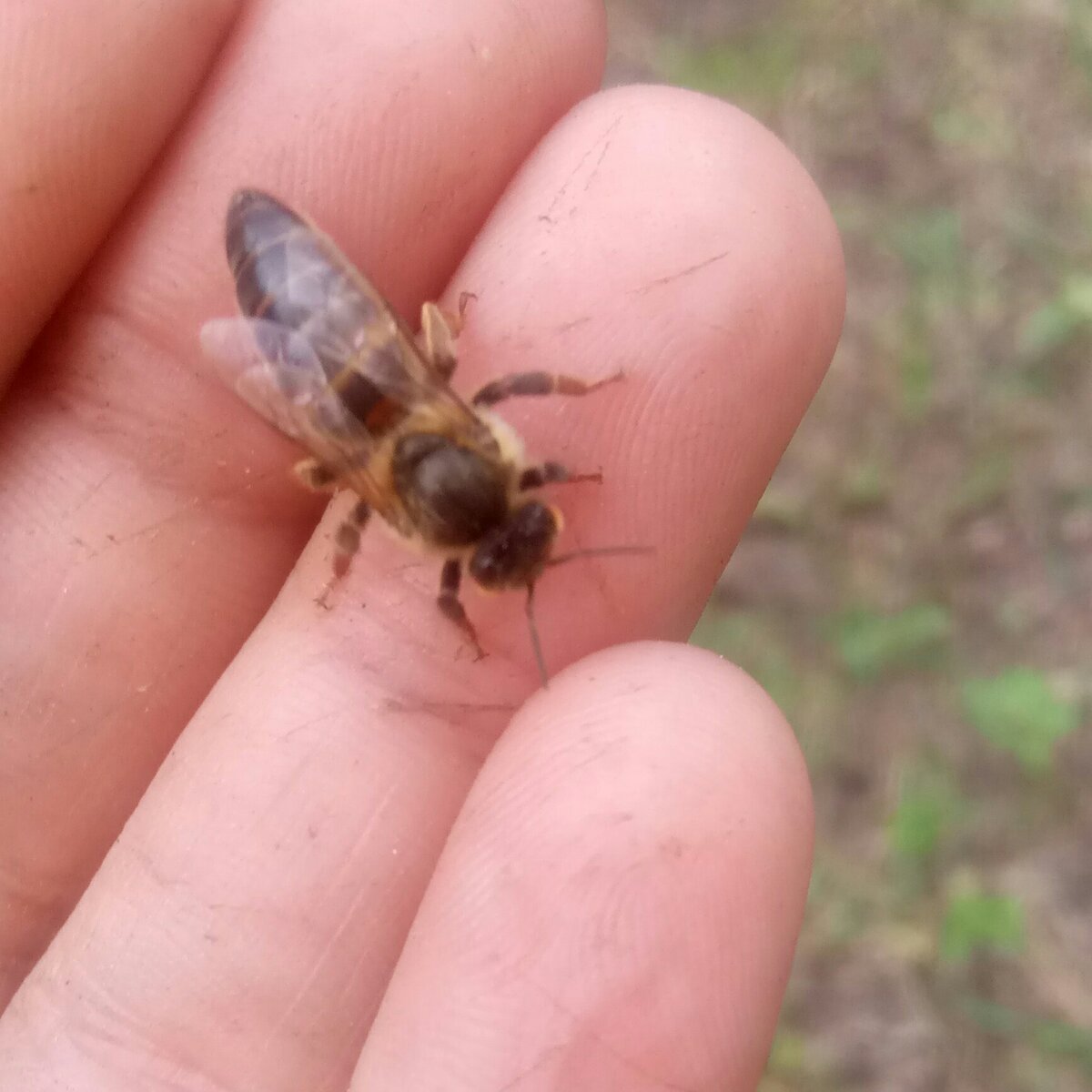 Неплодная матка