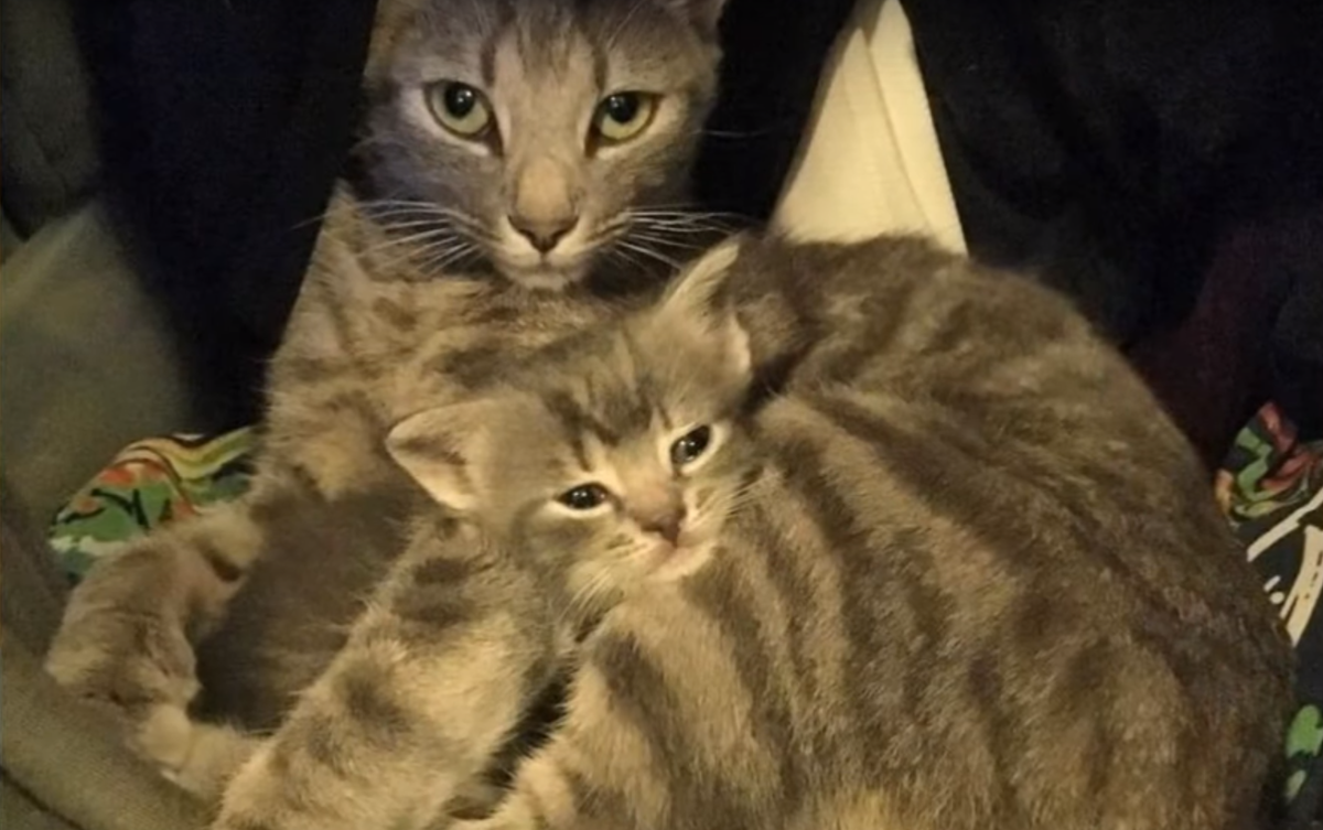 фото взято из открытого источника