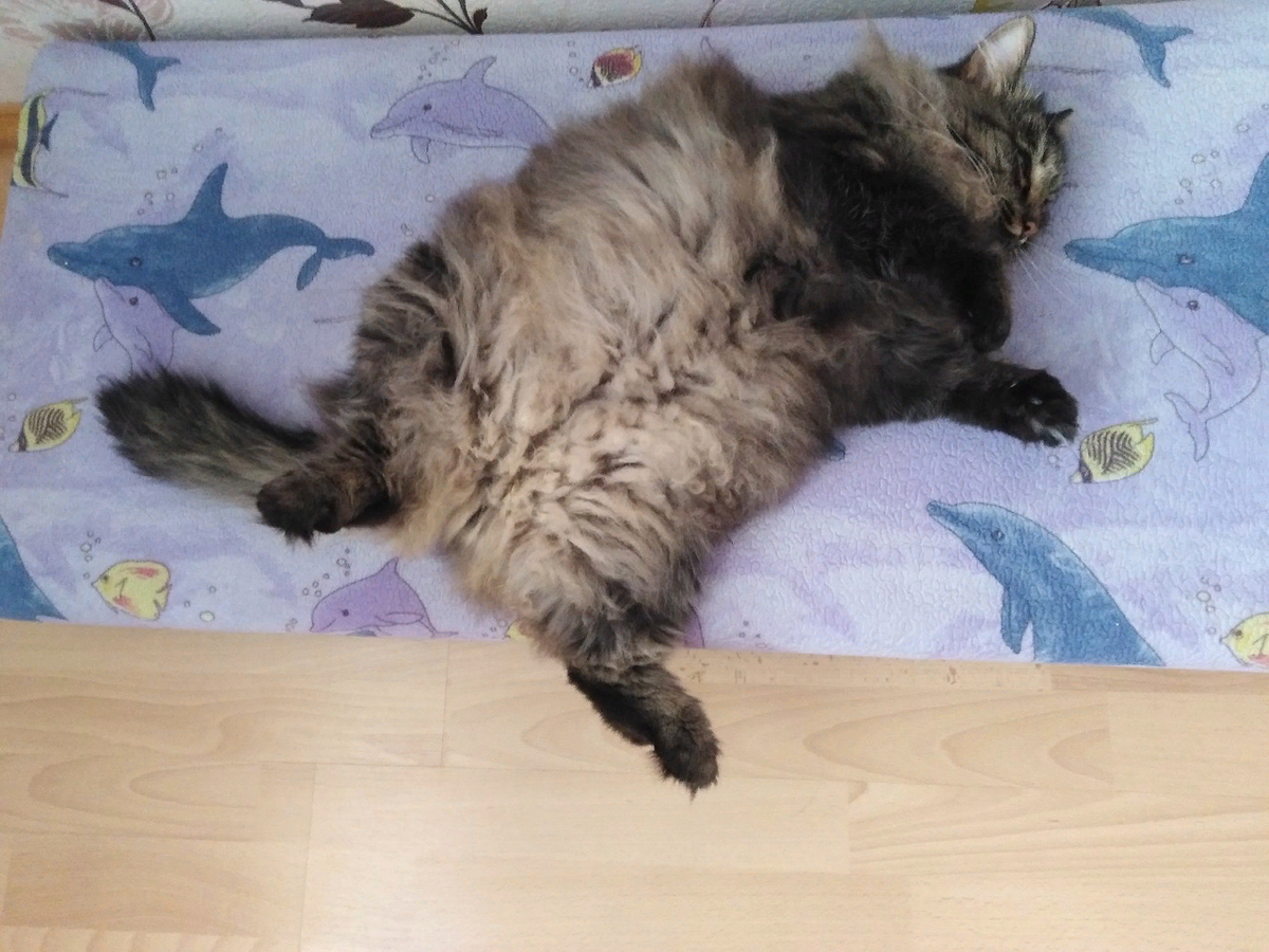 Боевой кот Иван